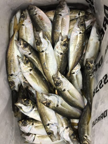 豆アジ　アジングラビット